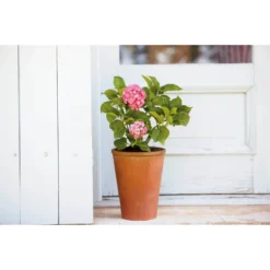 Terracotta Long Tom Plant Pot - 23cm -Flowerpot Specialty Store 12805967 4784833173194872