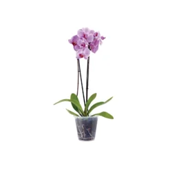 Clear Plastic Pot - 18.5cm -Flowerpot Specialty Store 12828839 2994832978950140