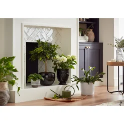 Regent Glazed Urn Planter - 28cm -Flowerpot Specialty Store 12885372 2124948242967776