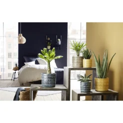 Alma Ceramic Pot - 19cm -Flowerpot Specialty Store 12888968 1014843773869496