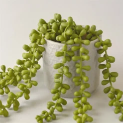 House Beautiful String Of Pearls In Ceramic Pot -Flowerpot Specialty Store 12890040 1124857412775061