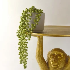 House Beautiful String Of Pearls In Ceramic Pot -Flowerpot Specialty Store 12890040 3924857412833165