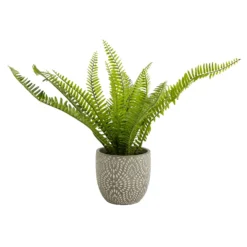 Maidenhair Fern In Ceramic Pot -Flowerpot Specialty Store 12890042 1544868121170856