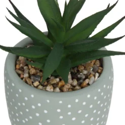 Small Succulent - Green -Flowerpot Specialty Store 12909501 2094869235594320