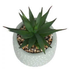 Small Succulent - Green -Flowerpot Specialty Store 12909501 6844869235562523