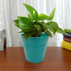 Ribbed Planter (3 Colour Mix) - 10cm -Flowerpot Specialty Store 13193952 1904933495869840