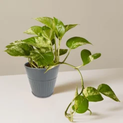 Ribbed Planter (3 Colour Mix) - 10cm -Flowerpot Specialty Store 13193952 4854933496129094