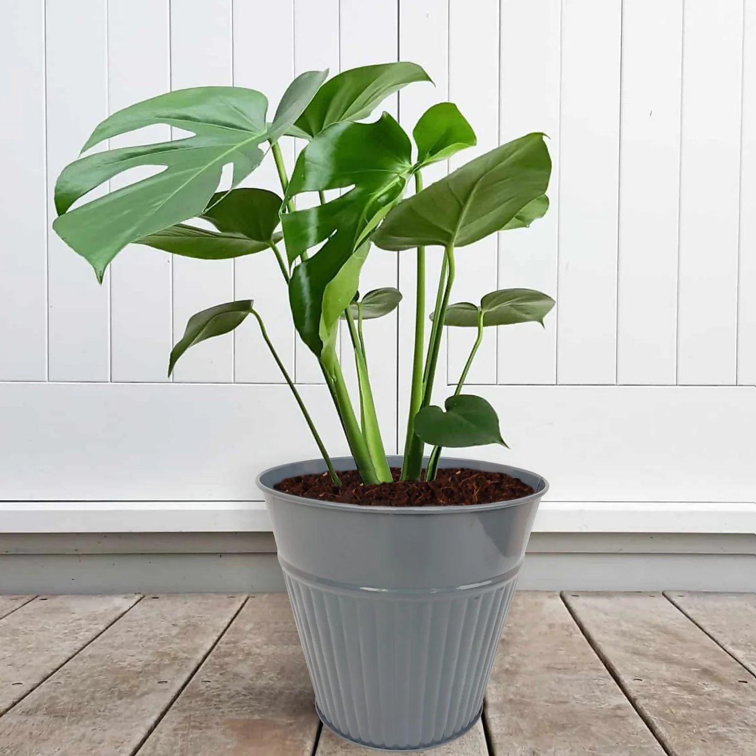 Ribbed Planter (3 Colour Mix) - 18cm 5 Ribbed Planter (3 Colour Mix) - 18cm - Image 5