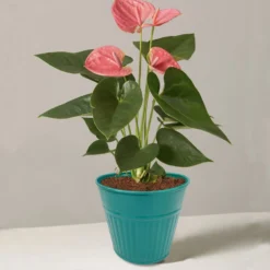 Ribbed Planter (3 Colour Mix) - 12cm 13 Ribbed Planter (3 Colour Mix) - 12cm -Flowerpot Specialty Store 13193954 1834933504168194