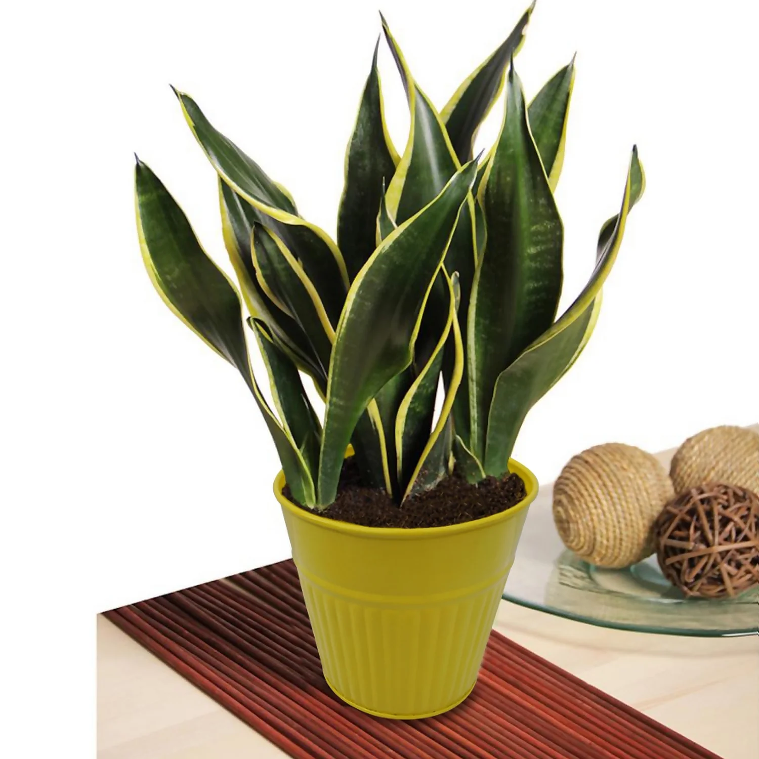 Ribbed Planter (3 Colour Mix) - 12cm 7 Ribbed Planter (3 Colour Mix) - 12cm - Image 7
