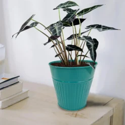 Ribbed Planter (3 Colour Mix) - 14cm 15 Ribbed Planter (3 Colour Mix) - 14cm -Flowerpot Specialty Store 13193958 1734933504233246