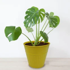 Ribbed Planter (3 Colour Mix) - 14cm 14 Ribbed Planter (3 Colour Mix) - 14cm -Flowerpot Specialty Store 13193958 2054933504207512