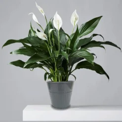 Ribbed Planter (3 Colour Mix) - 14cm 13 Ribbed Planter (3 Colour Mix) - 14cm -Flowerpot Specialty Store 13193958 8364933504175406