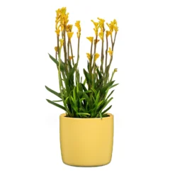 Yellow Solare Plant Pot - 15cm 6 Yellow Solare Plant Pot - 15cm -Flowerpot Specialty Store 13432909 1104914559278423