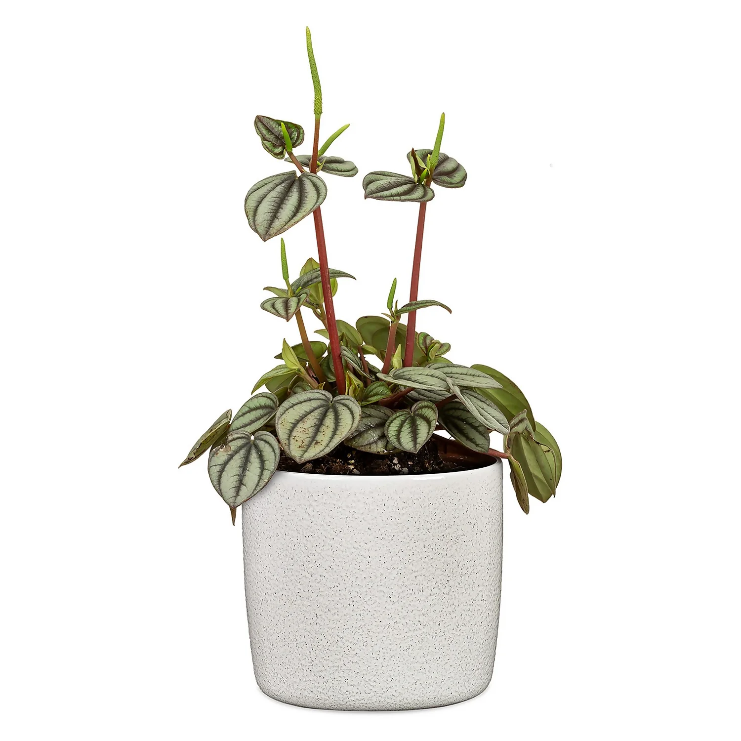 Perla White Plant Pot - 18cm 2 Perla White Plant Pot - 18cm - Image 2