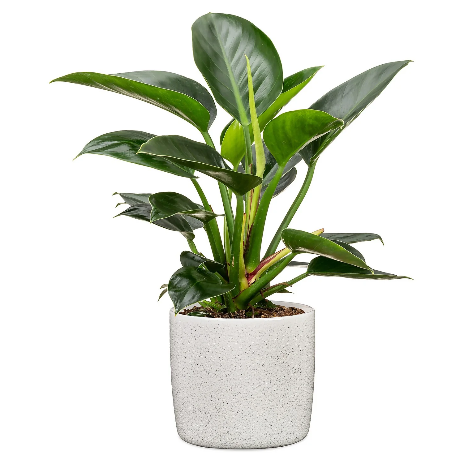 Perla White Plant Pot - 24cm 2 Perla White Plant Pot - 24cm - Image 2