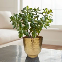 Hammered Brass Indoor Plant Pot - 20cm -Flowerpot Specialty Store 13887187 1564999810046550
