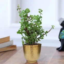 Hammered Brass Indoor Plant Pot - 20cm -Flowerpot Specialty Store 13887187 5254999810003002