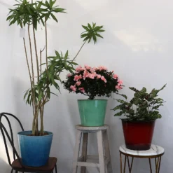 Glazed Finish Planter Mustard 30cm -Flowerpot Specialty Store 13928631 1245001956300424