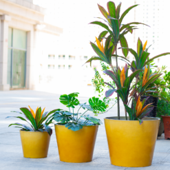 Glazed Finish Planter Mustard 30cm -Flowerpot Specialty Store 13928631 8775001956194656