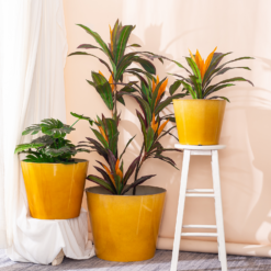 Glazed Finish Planter Mustard 40cm 10 Glazed Finish Planter Mustard 40cm -Flowerpot Specialty Store 13928632 1075001956273763