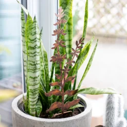 Floral Bronze Ground Stakes - 45cm (Assorted Designs) 15 Floral Bronze Ground Stakes - 45cm (Assorted Designs) -Flowerpot Specialty Store 13981009 1695005324721013