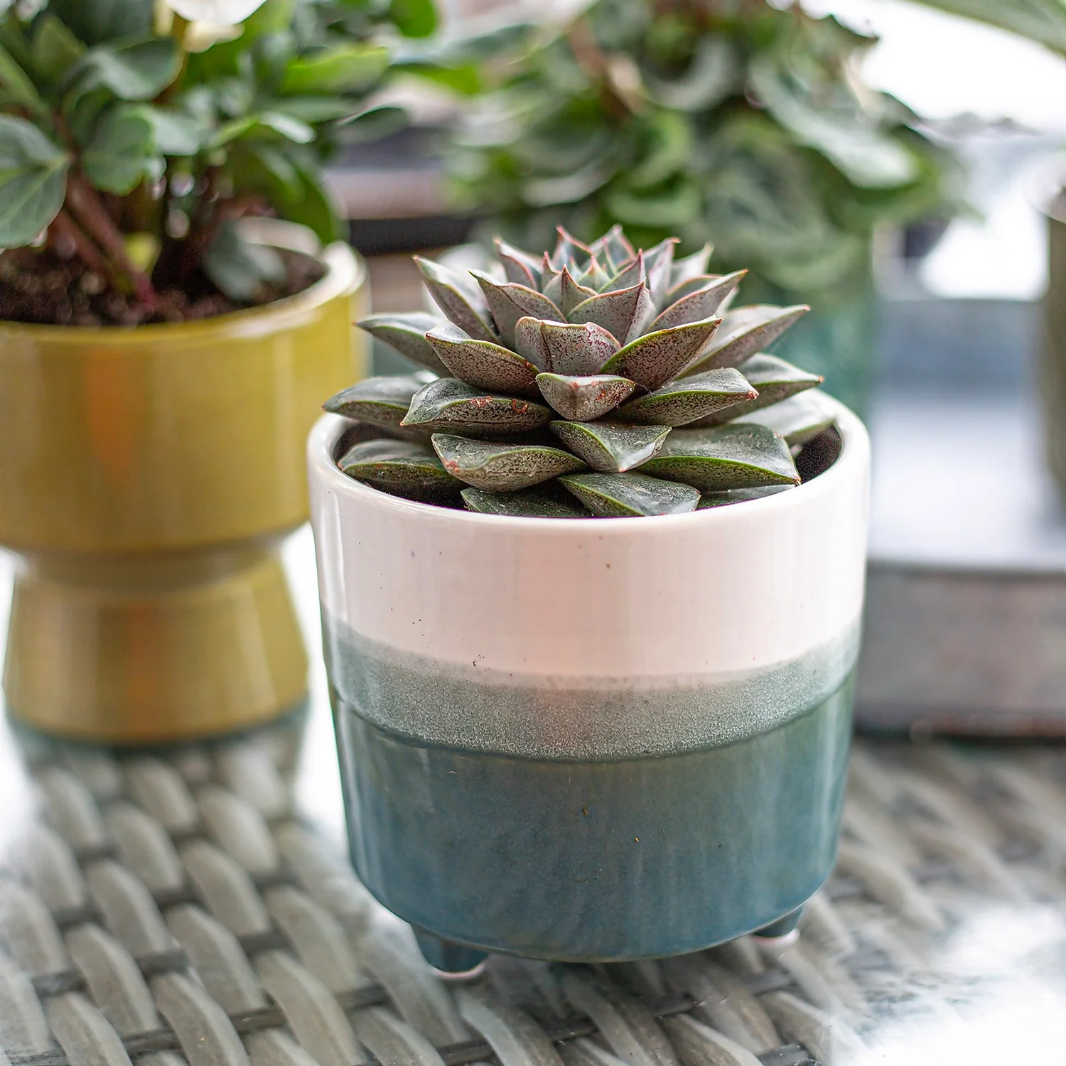 Two Tone Ombre Indoor Plant Pot - 12cm 6 Two Tone Ombre Indoor Plant Pot - 12cm - Image 6