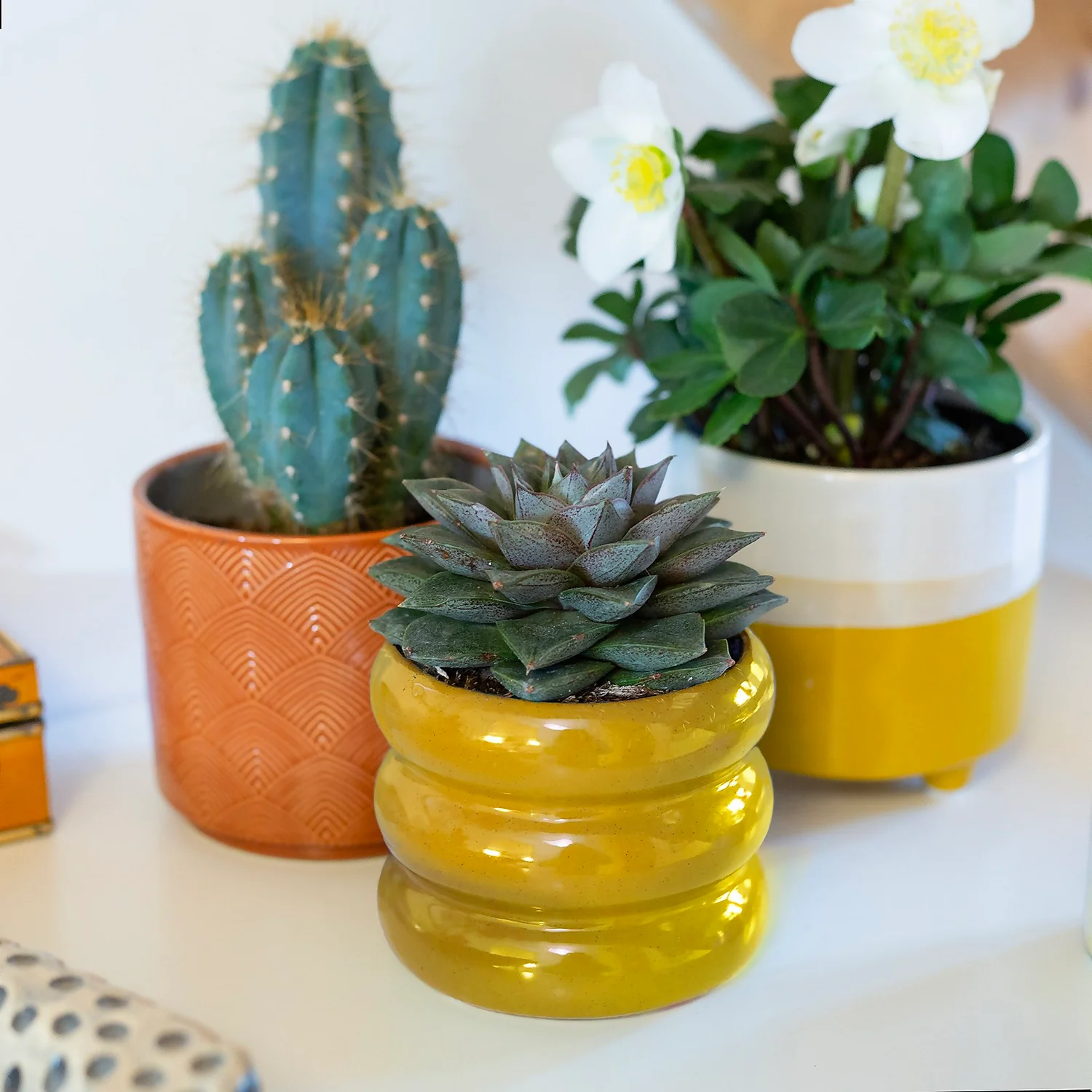 Two Tone Ombre Indoor Plant Pot - 12cm 10 Two Tone Ombre Indoor Plant Pot - 12cm - Image 10