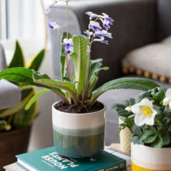 Two Tone Ombre Indoor Plant Pot - 12cm 14 Two Tone Ombre Indoor Plant Pot - 12cm -Flowerpot Specialty Store 14197407 2875024191340553