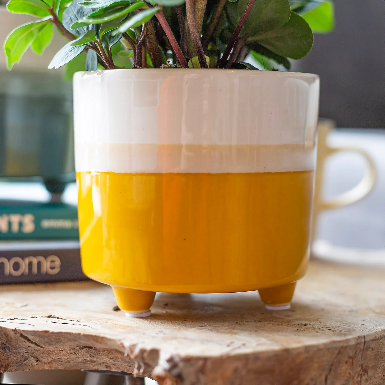 Two Tone Ombre Indoor Plant Pot - 12cm 7 Two Tone Ombre Indoor Plant Pot - 12cm - Image 7