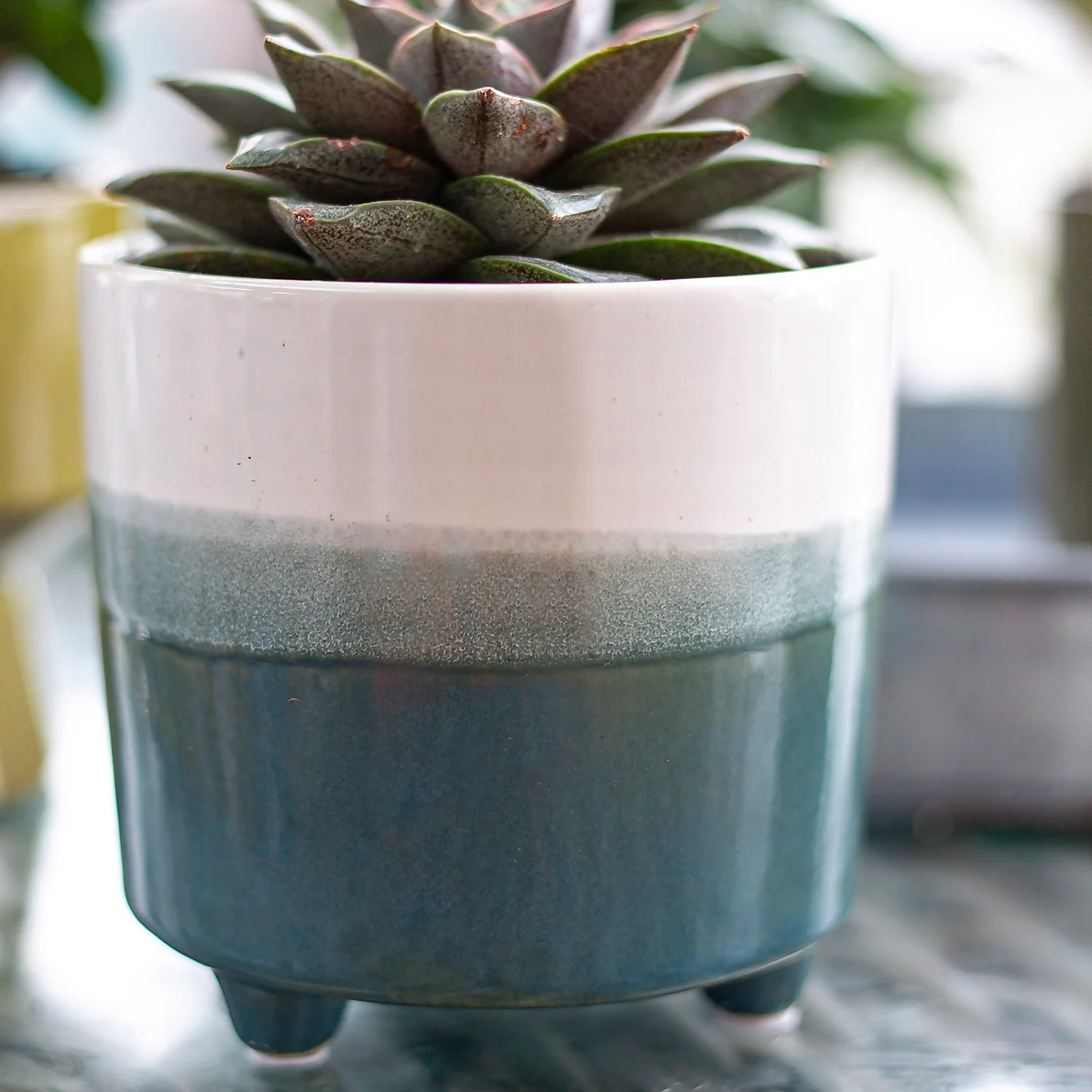 Two Tone Ombre Indoor Plant Pot - 12cm 8 Two Tone Ombre Indoor Plant Pot - 12cm - Image 8