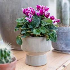 Chamfered Indoor Plant Pot - 13cm 15 Chamfered Indoor Plant Pot - 13cm -Flowerpot Specialty Store 14197408 5005024191396185