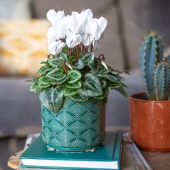 Art Deco Indoor Plant Pot - 12cm 15 Art Deco Indoor Plant Pot - 12cm -Flowerpot Specialty Store 14197411 3485024190881577