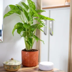 Art Deco Indoor Plant Pot - 12cm 16 Art Deco Indoor Plant Pot - 12cm -Flowerpot Specialty Store 14197411 5485024190924552